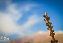 گزارش تصویری |  آیین غرس نهال و تجلیل از پرسنل زحمتکش فضای سبز و باغبانی دانشگاه صنعتی شاهرود  